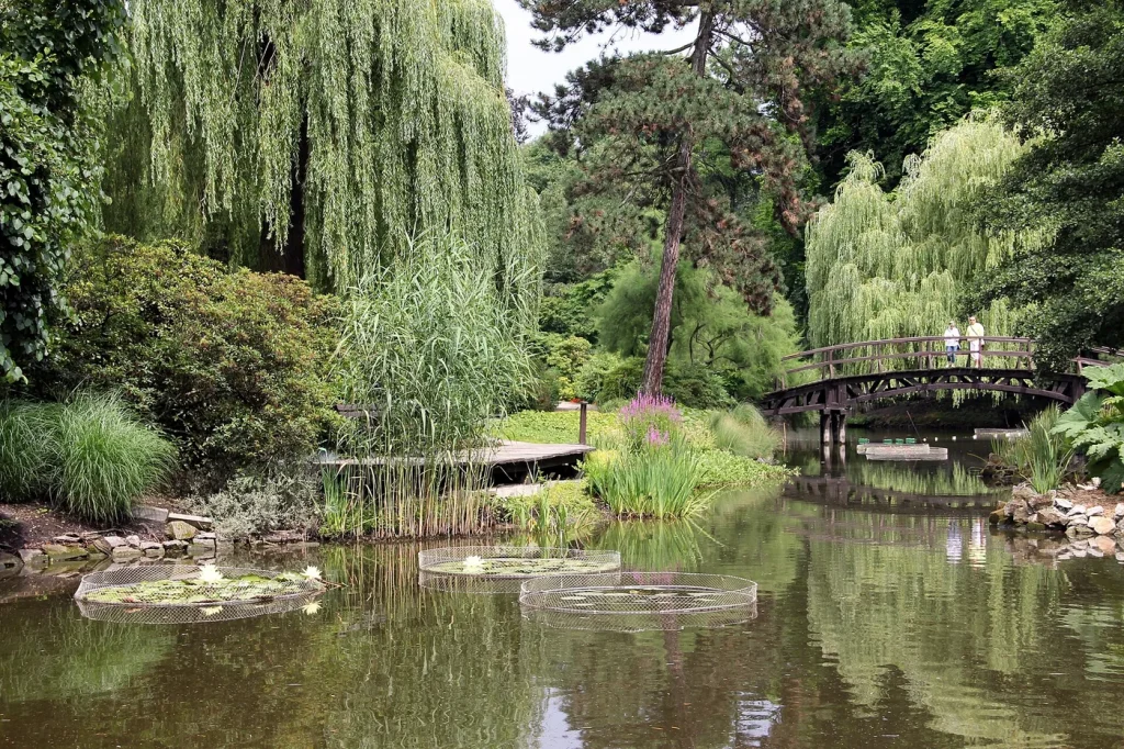 Un bassin et les plantes du jardin botanique de Wrocław.