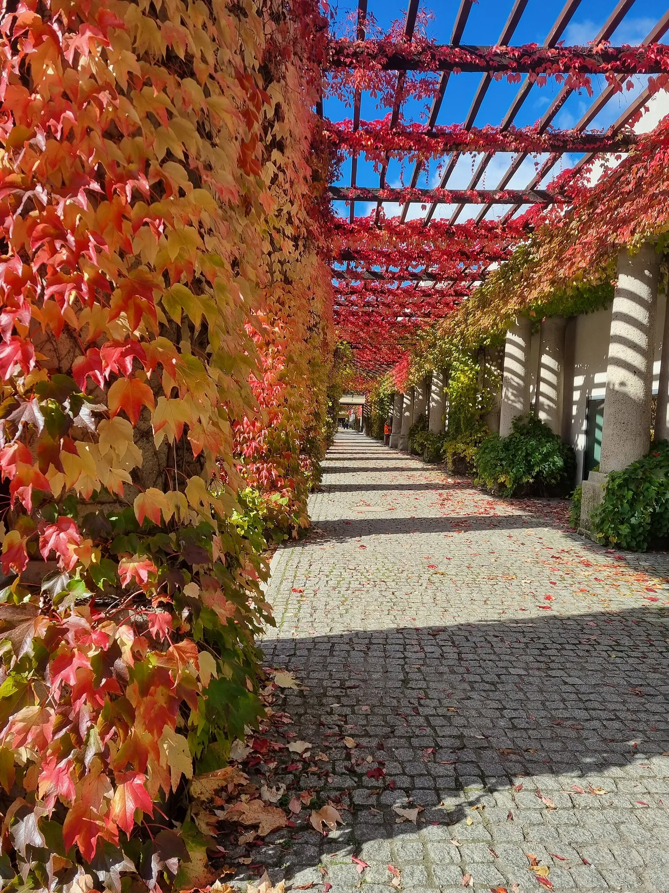 Les colonnes et les plantes de la Pergola, près de la Halle du Centenaire.